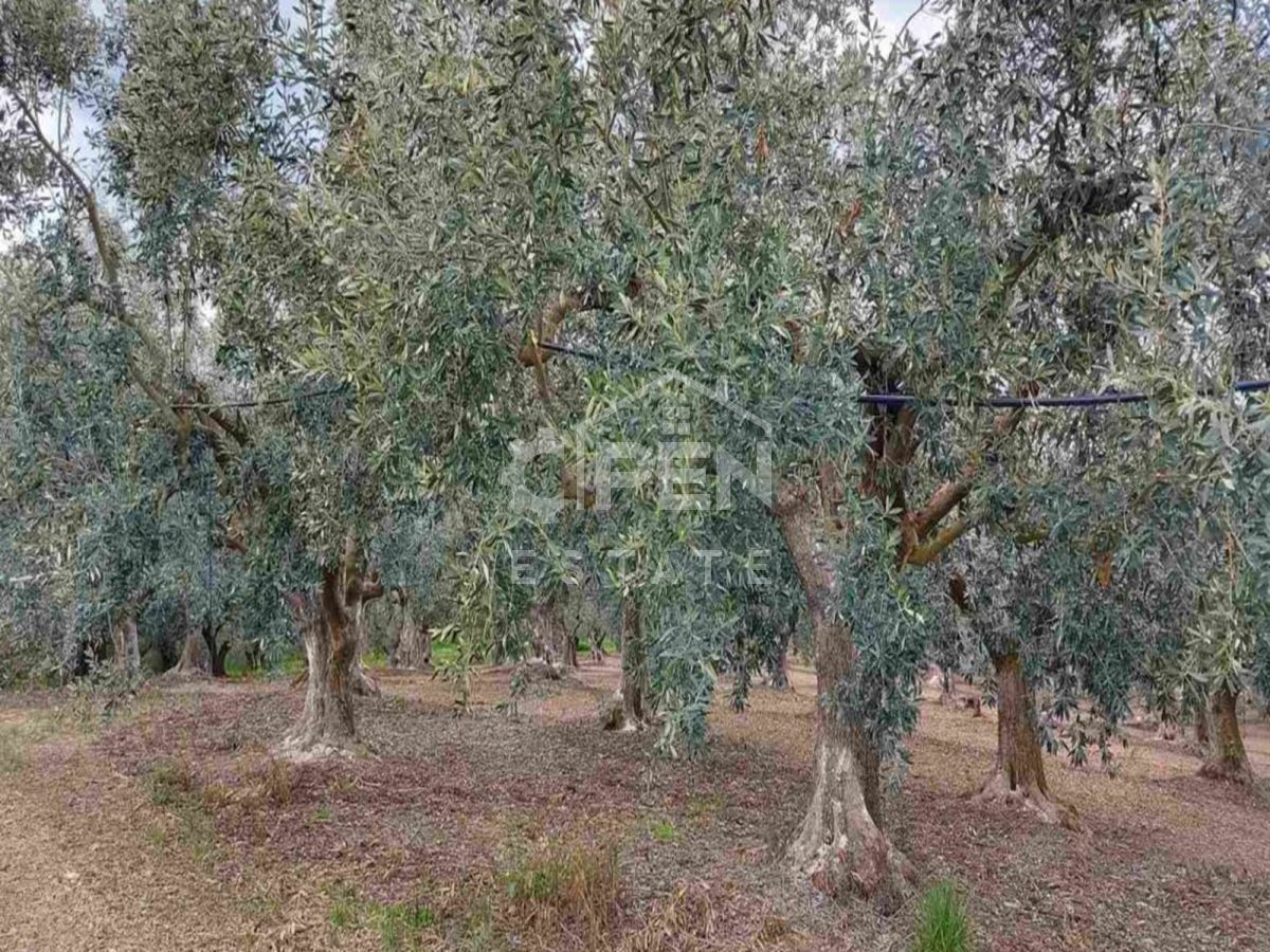 AGRICULTURAL LAND IN AGIA PARASKEVI