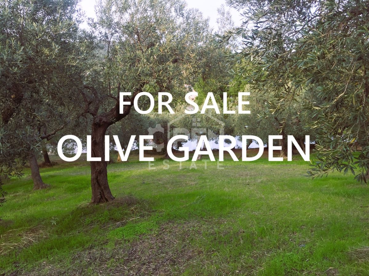 OLIVE GROVE IN PALIOURI